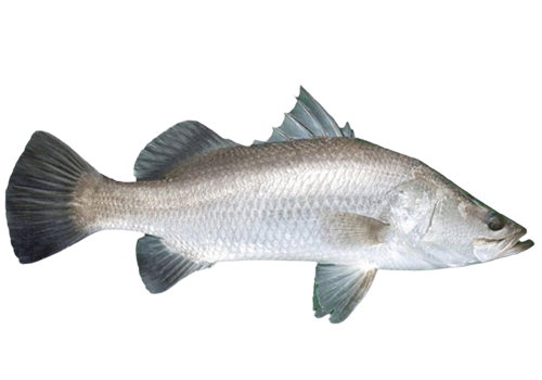 Pandugappa_seabass