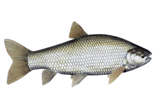 gaddi-grass-carp-fish